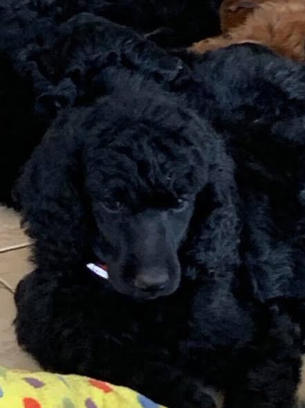 Katherine Hepburn Black female standard poodle puppy