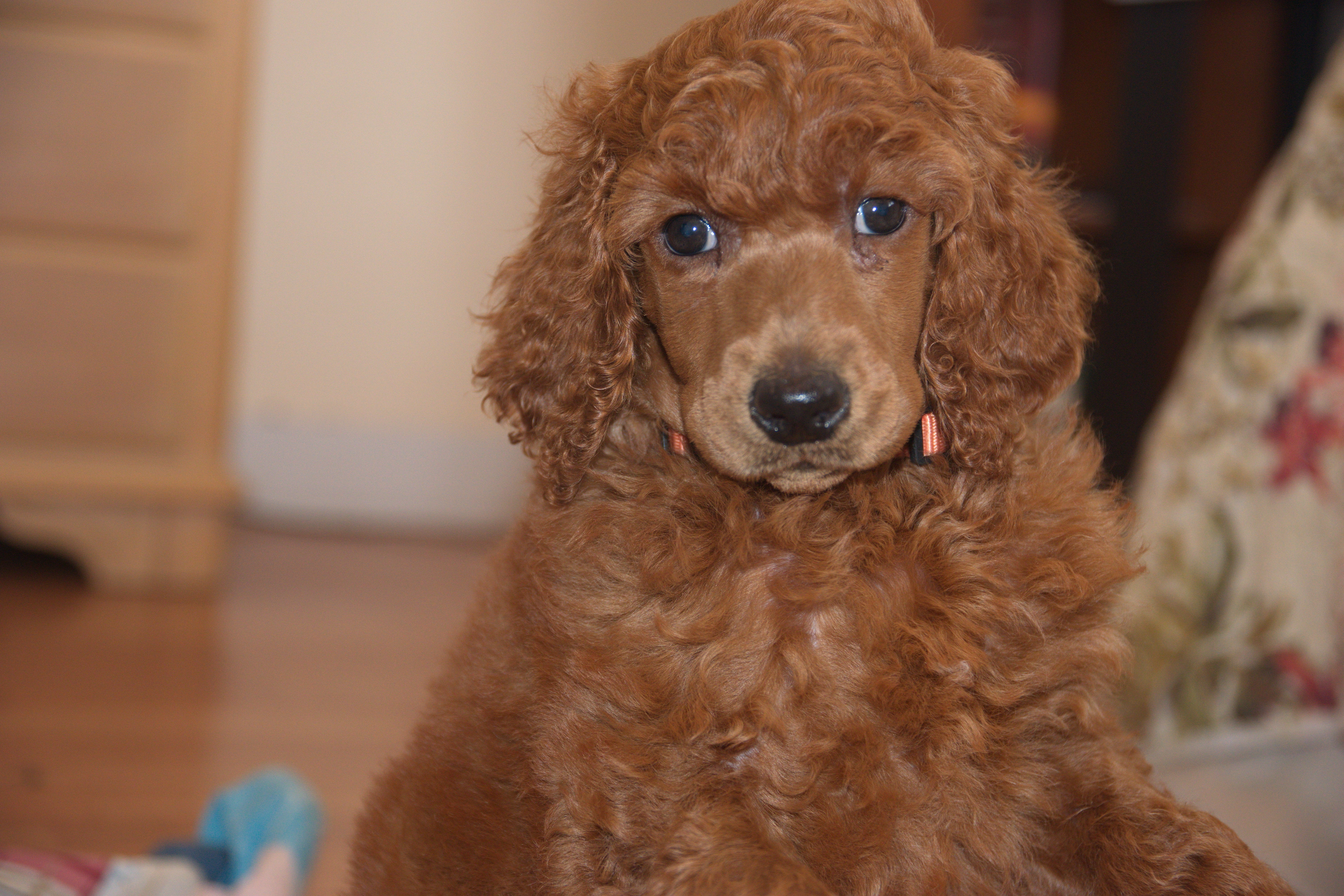 Poodle Majesty Red Female standard poodle puppy