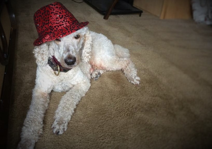 Poodle Majesty’s First Lady