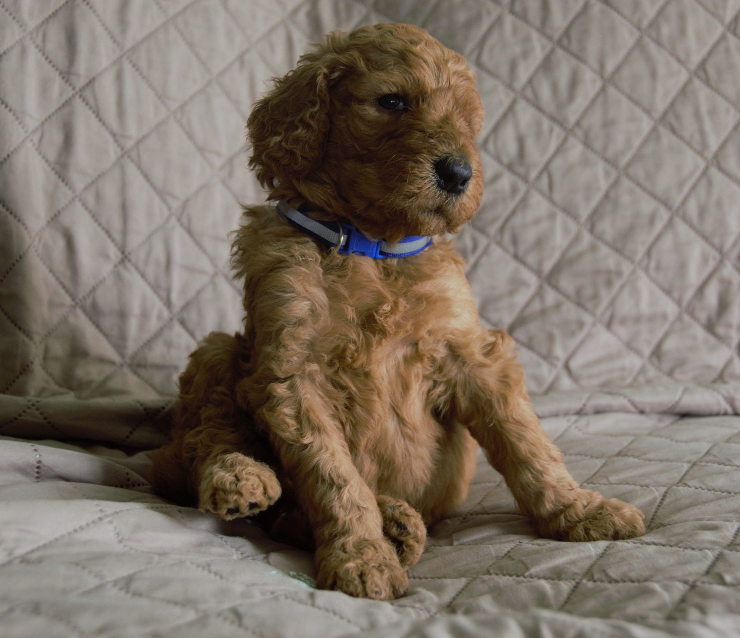 Aladdin (2) standard poodle puppy red male