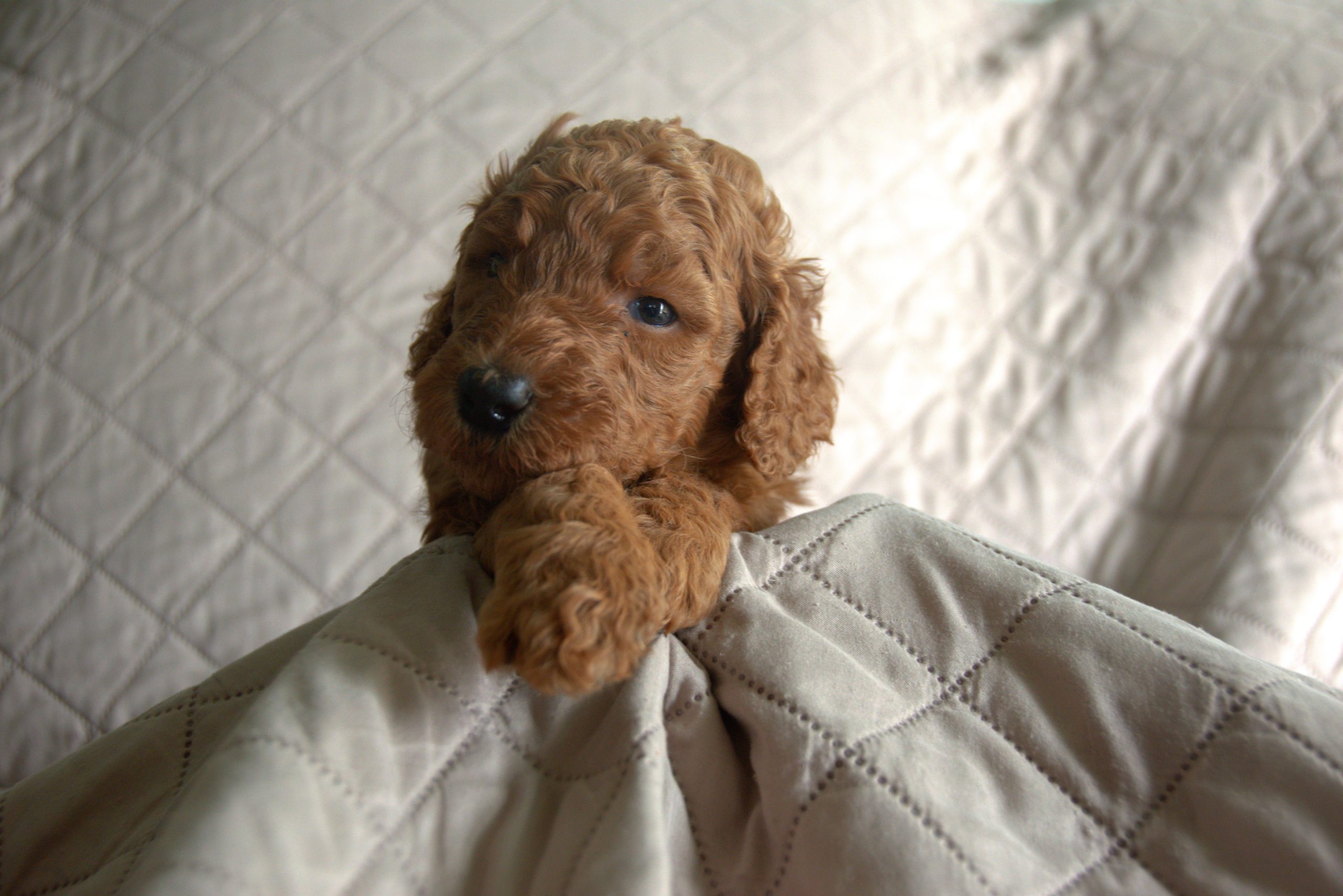 Cinderella4_InPixio red standard poodle puppy female