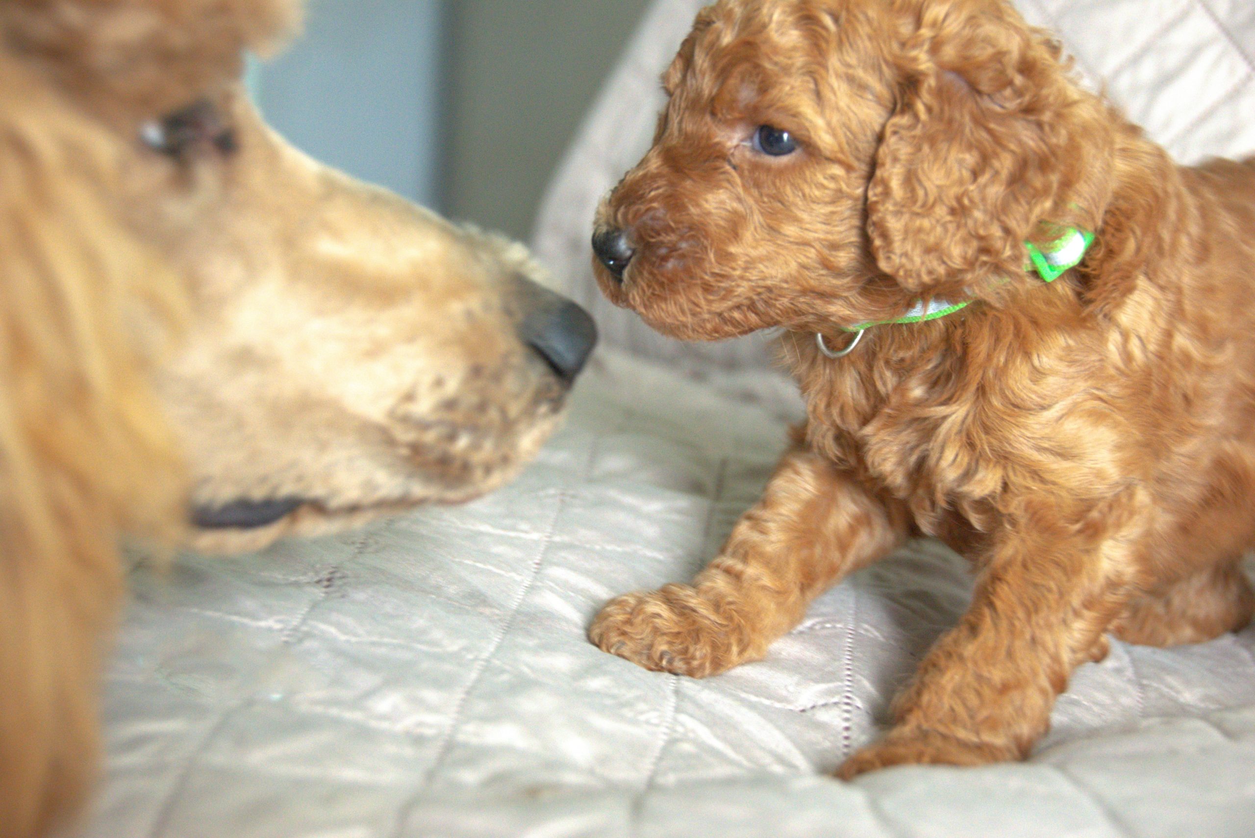 standard poodle puppies