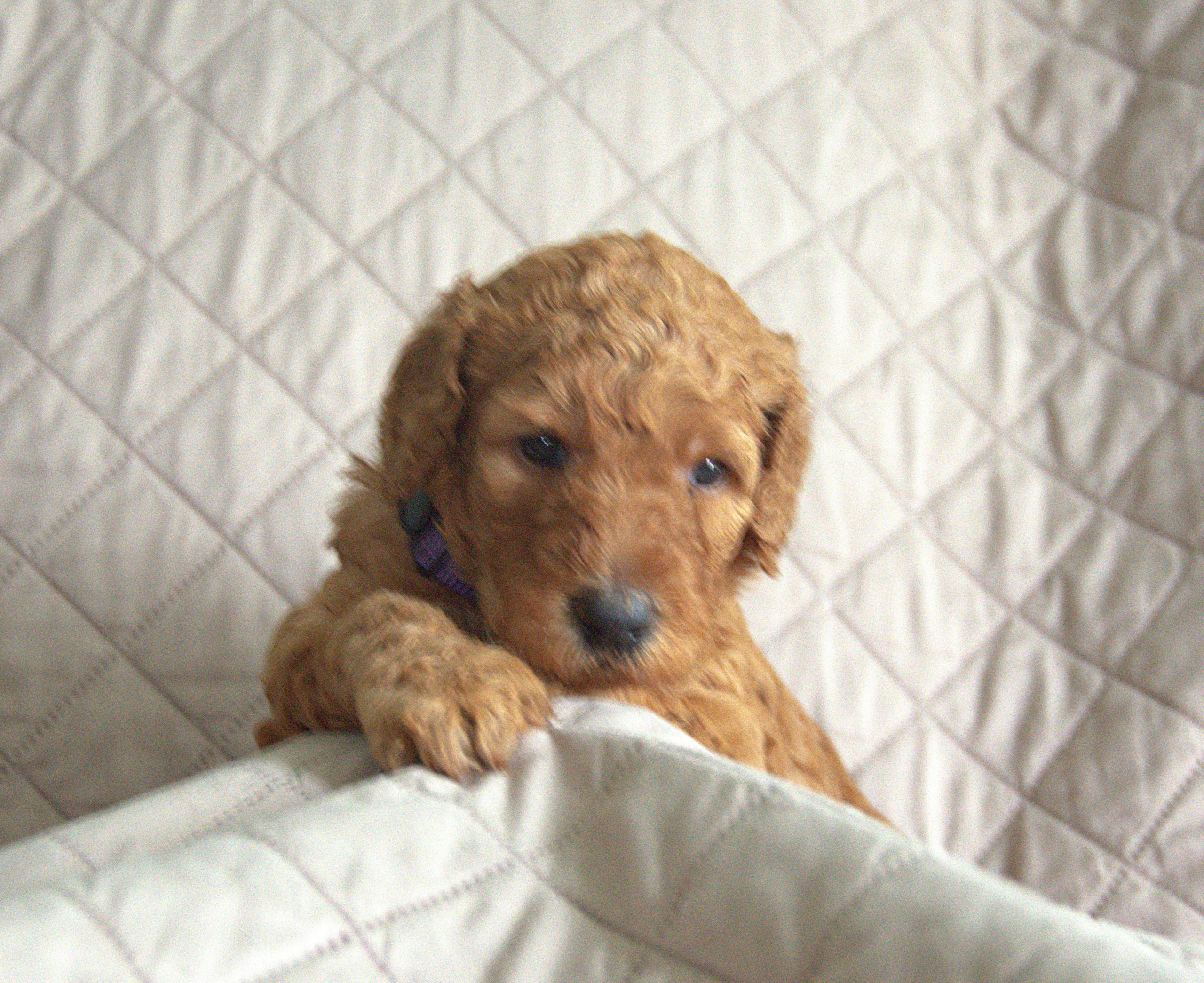 Jasmine2_InPixio red standard poodle puppy