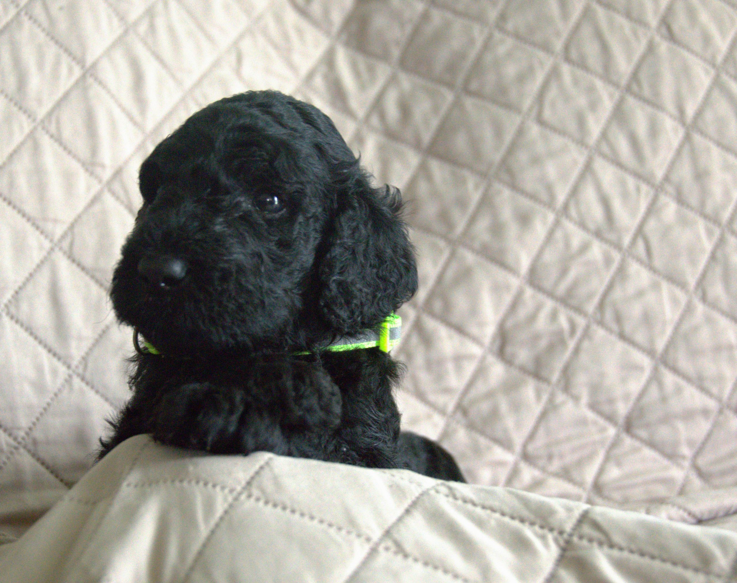 Prince Charming1_InPixio standard poodle puppy black male