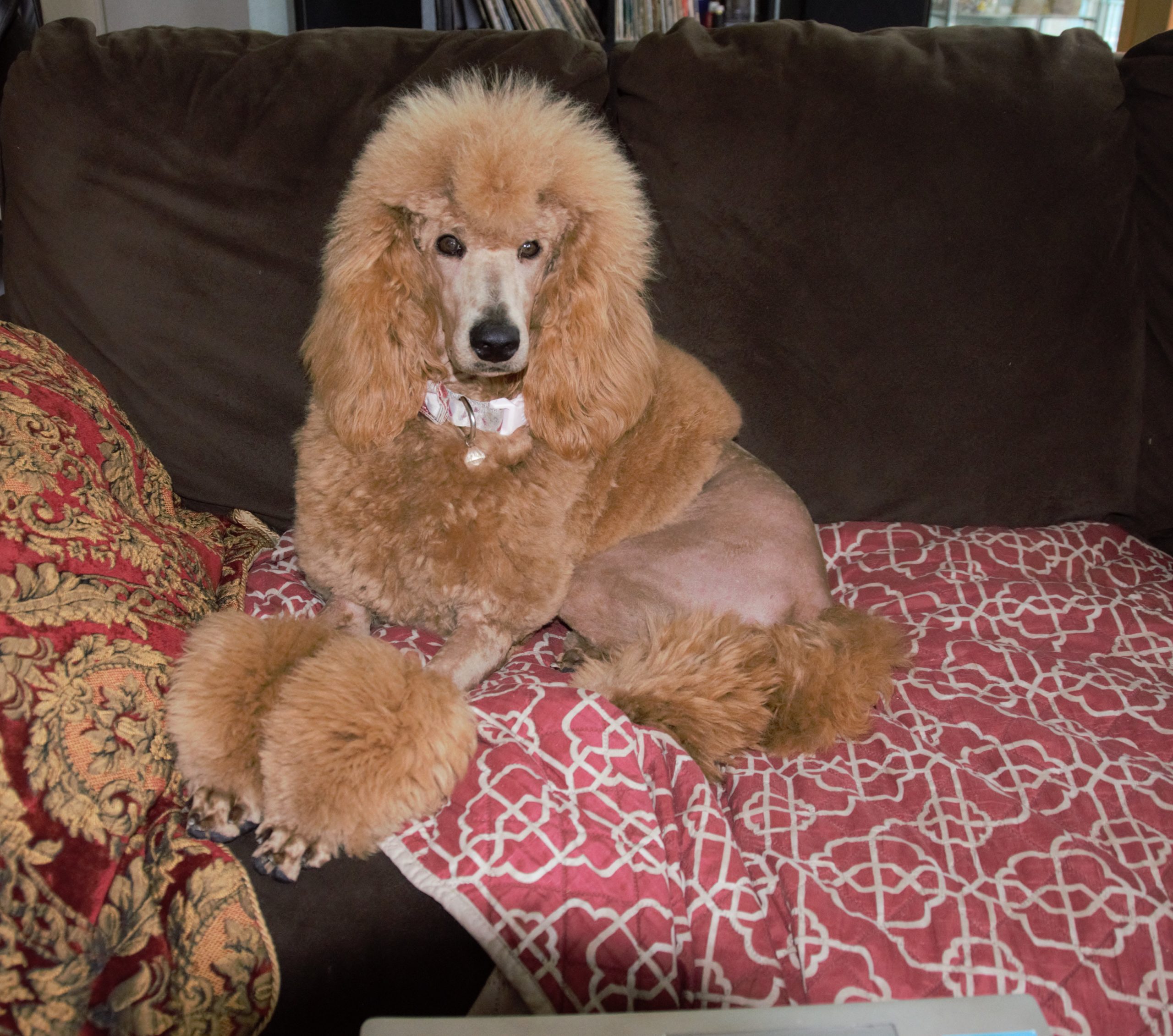 standard poodle puppies for sale