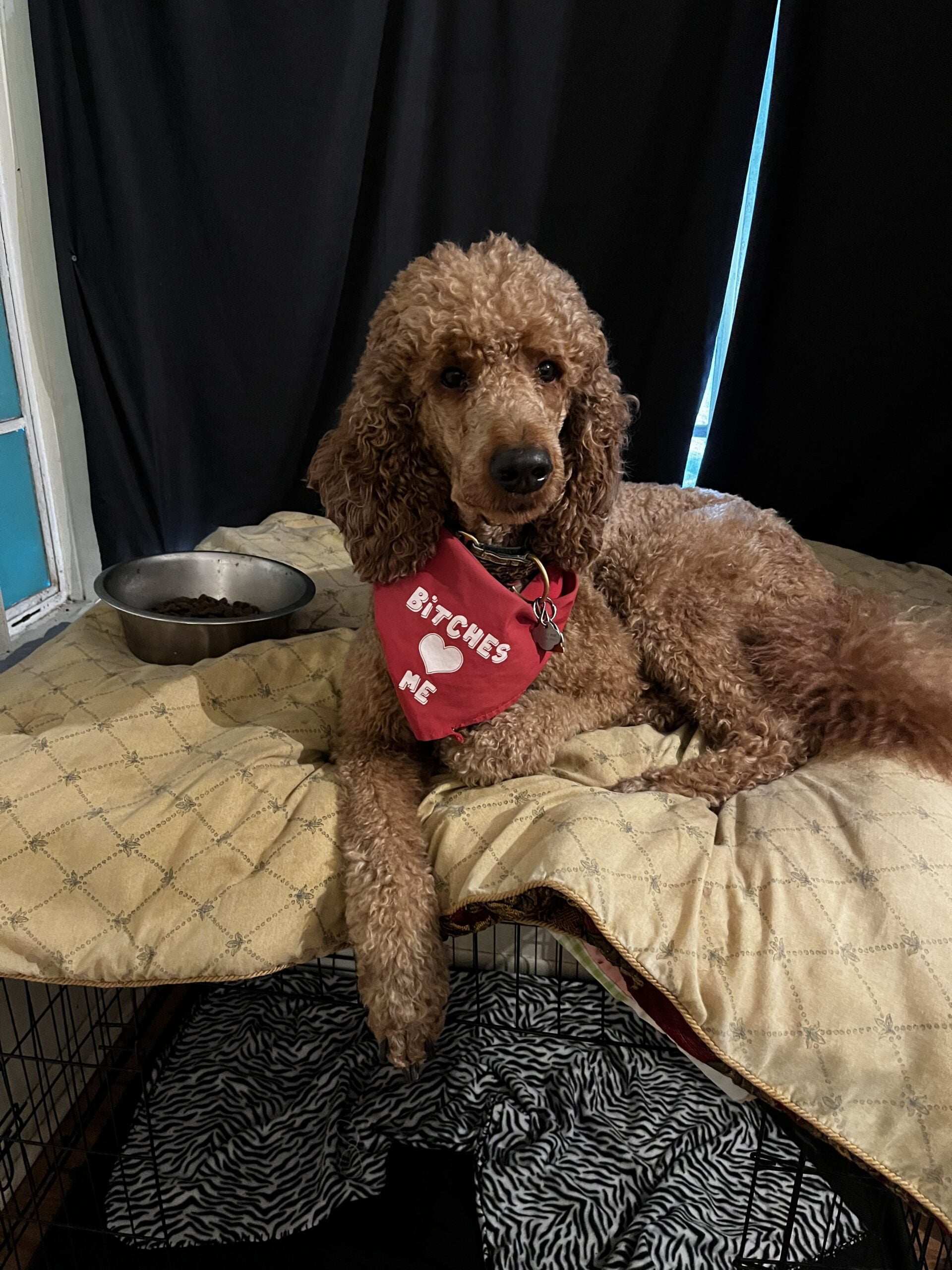 standard poodle stud service