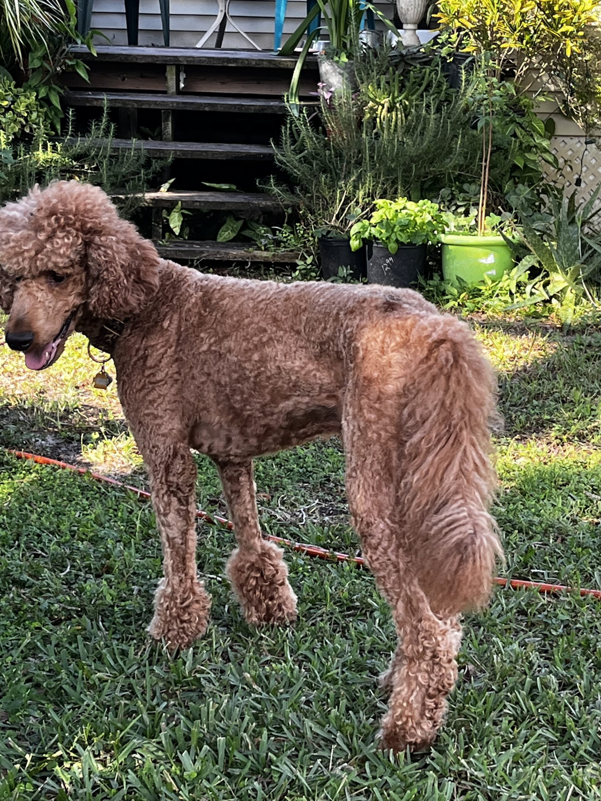 standard poodle stud services