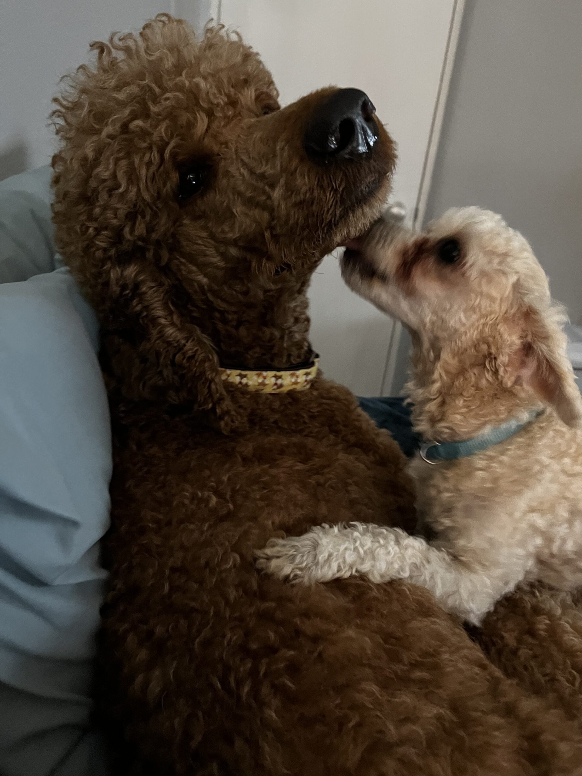 Poodle Majesty - Stirling